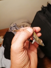 Palparini