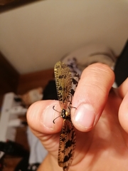 Palparini