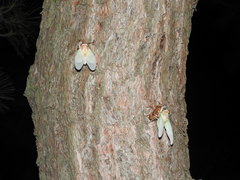 Graptopsaltria nigrofuscata