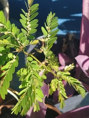 Phyllanthus niruri