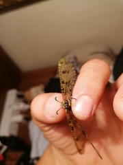 Palparini