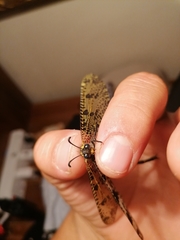 Palparini