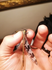 Palparini
