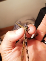 Palparini