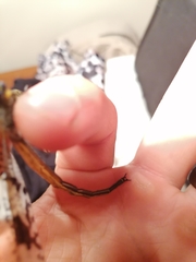 Palparini