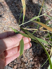 Acacia maidenii