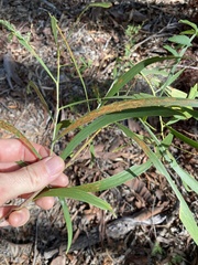 Acacia maidenii