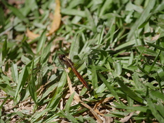 Erythrodiplax melanorubra