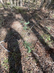 Acacia maidenii