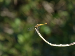 Erythrodiplax melanorubra