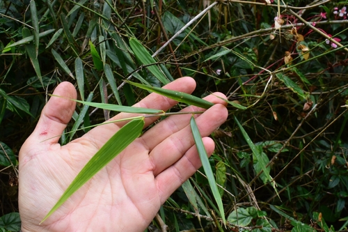 Arthrostylidium haitiense