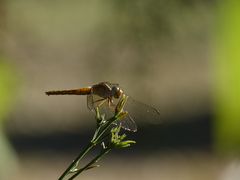 Erythrodiplax melanorubra