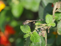Micrathyria longifasciata