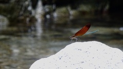 Calopteryx cornelia