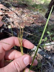 Capillipedium parviflorum