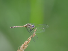 Micrathyria longifasciata