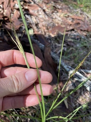 Capillipedium parviflorum