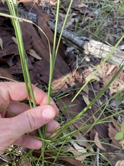 Capillipedium parviflorum