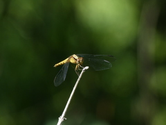 Erythrodiplax melanorubra