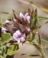 Psoralea uncinata