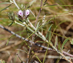 Psoralea uncinata