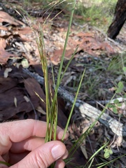 Capillipedium parviflorum