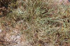 Psoralea uncinata