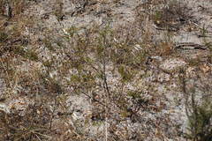 Psoralea uncinata