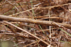 Psoralea uncinata
