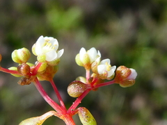 Crassula dodii