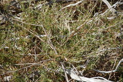 Psoralea uncinata