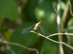 Erythrodiplax melanorubra