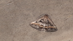 Acantholipes