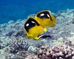 Chaetodon quadrimaculatus