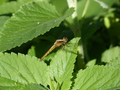 Erythrodiplax melanorubra