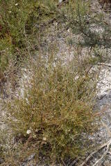Psoralea uncinata