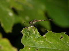 Micrathyria longifasciata