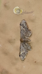 Idaea violacea