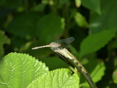 Micrathyria longifasciata