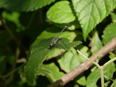 Micrathyria longifasciata