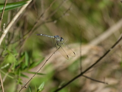 Micrathyria longifasciata