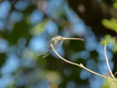 Micrathyria longifasciata