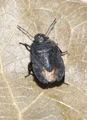 Sciocoris macrocephalus