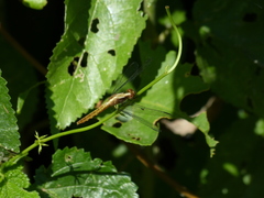 Erythrodiplax melanorubra