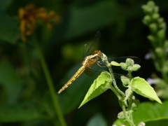 Erythrodiplax melanorubra