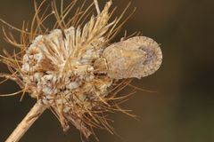 Sciocoris macrocephalus