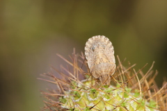 Sciocoris macrocephalus