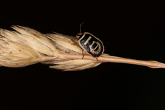 Sciocoris macrocephalus