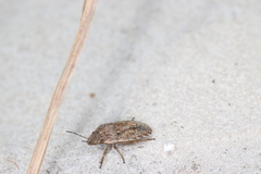 Sciocoris maculatus