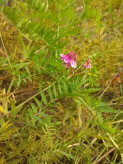 Vicia megalotropis